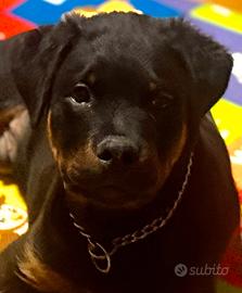 Rottweiler alta genealogia lavoro