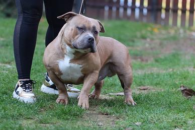 American bully Pocket