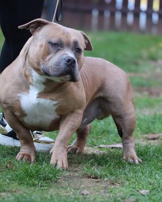 American bully Pocket