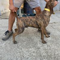 Segugio maremmano da cinghiale