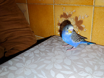 Cocorita allevata a mano