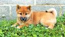 cuccioli-shiba-inu-disponibli-femmine