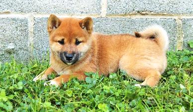 Cuccioli Shiba Inu Disponibli Femmine