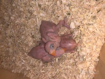 Parrocchetti dal collare