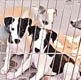 Whippet cuccioli top