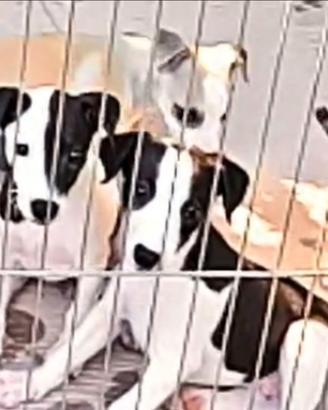 Whippet cuccioli top