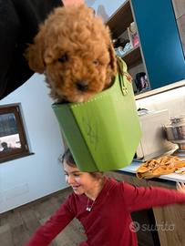 Barboncini toy minitoy e teacup