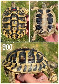 Maschio Testudo hermanni boettgeri tartaruga terra