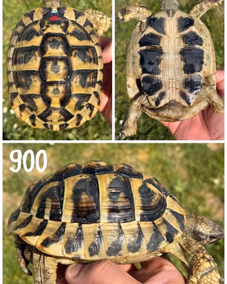 Maschio Testudo hermanni boettgeri tartaruga terra