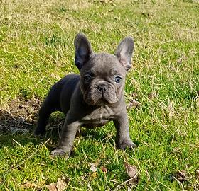 Bulldog francese