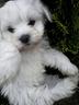 fiocchi-di-maltese
