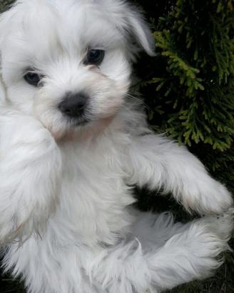 Fiocchi di Maltese