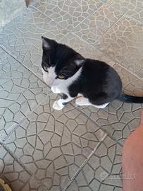 Gattini di quasi 4 mesi