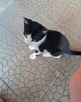 Gattini di quasi 4 mesi