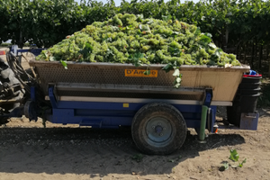 Carrello uva acciaio inox