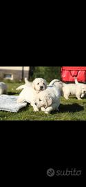 cuccioli di Golden retriever inglesi
