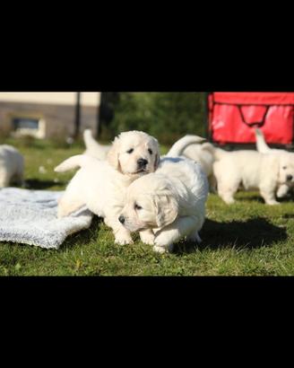 cuccioli di Golden retriever inglesi