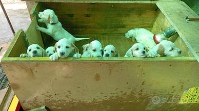 Cuccioli setter inglese