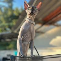 Gatto da monta Sphynx