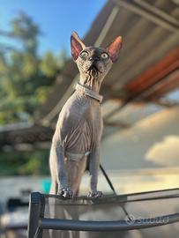 Gatto da monta Sphynx