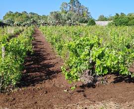 Vigna/Terreno