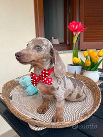 Cuccioli di bassotto arlecchino nano/kaninchen