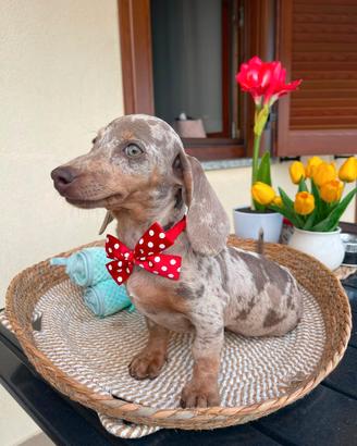 Cuccioli di bassotto arlecchino nano/kaninchen