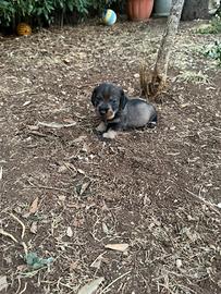 Cuccioli di bassotto tedesco a pelo duro