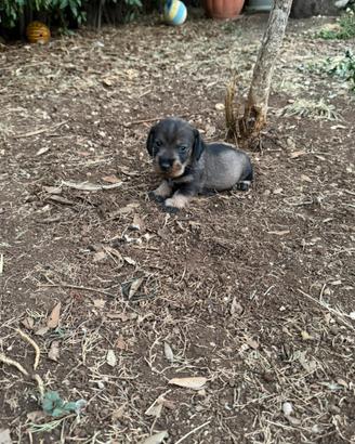 Cuccioli di bassotto tedesco a pelo duro