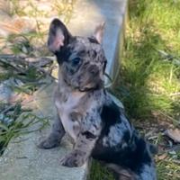 Bulldog francese esotico