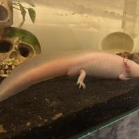 Axolotl con acquario, filtro e refrigeratore