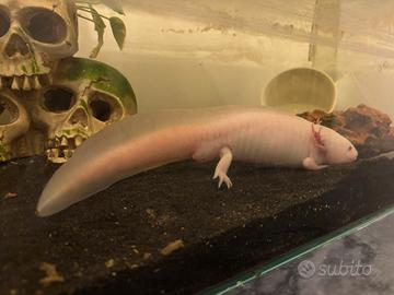 Axolotl con acquario, filtro e refrigeratore