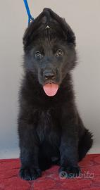 Cucciolo Pastore Tedesco Nero da bellezza