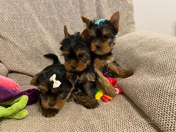 Yorkshire cuccioli con Pedigree Enci e documenti