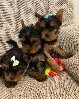 Yorkshire cuccioli con Pedigree Enci e documenti