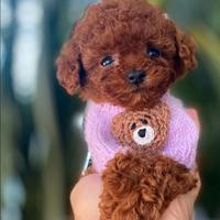 Cucciola barboncina toy red