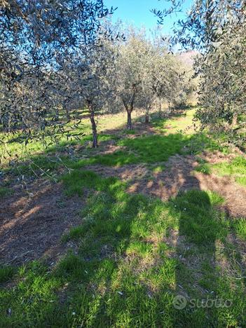 Vendita terreno agricolo con Ulivi