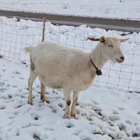 Capra