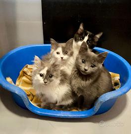 Gattini mix exotic shorthair