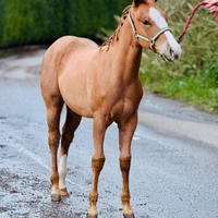 Cavallo paint