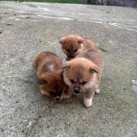 Akita Inu