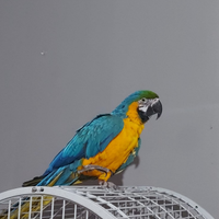 Ara arauna