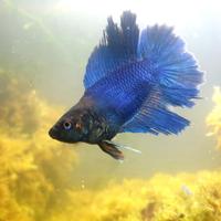 Betta Splendens Femmina adulta
