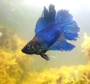Betta Splendens Femmina adulta