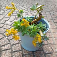 pianta da esterno 