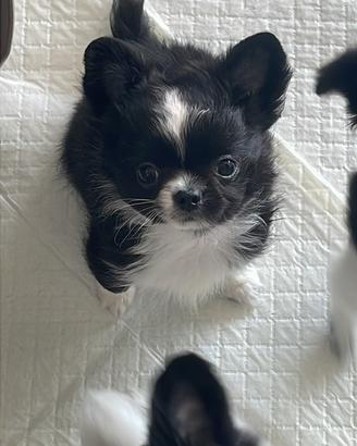 Chihuahua