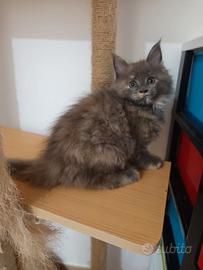 Cuccioli di Maine Coon