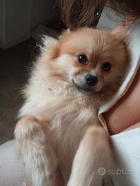 Volpino pomerania