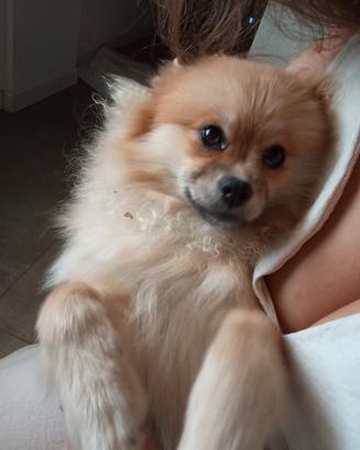 Volpino pomerania