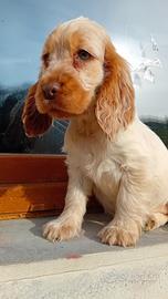 Cocker Spaniel